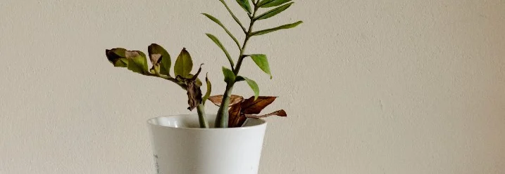 Eine Pflanze in einem Topf.